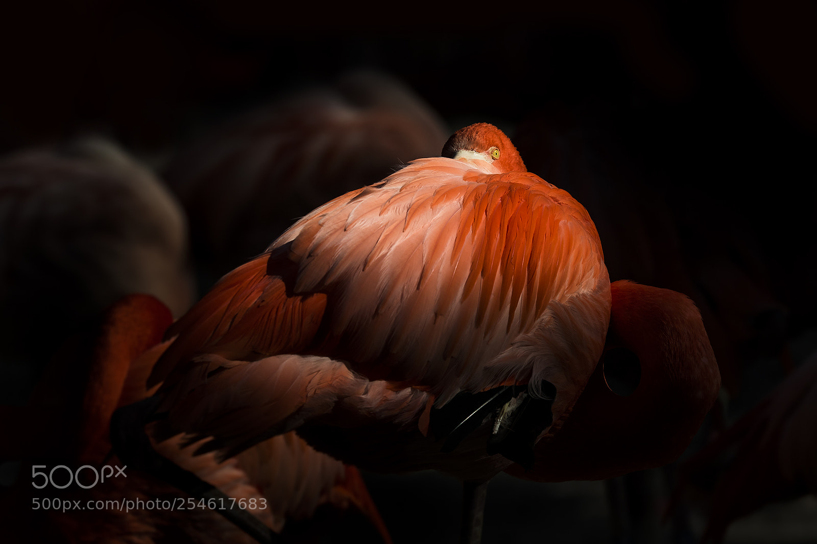 Canon EOS 7D Mark II sample photo. Untitled photography