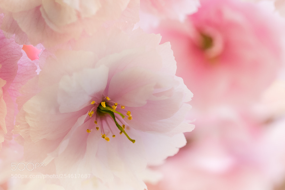 Olympus OM-D E-M10 II sample photo. Japanese cherry blossom photography