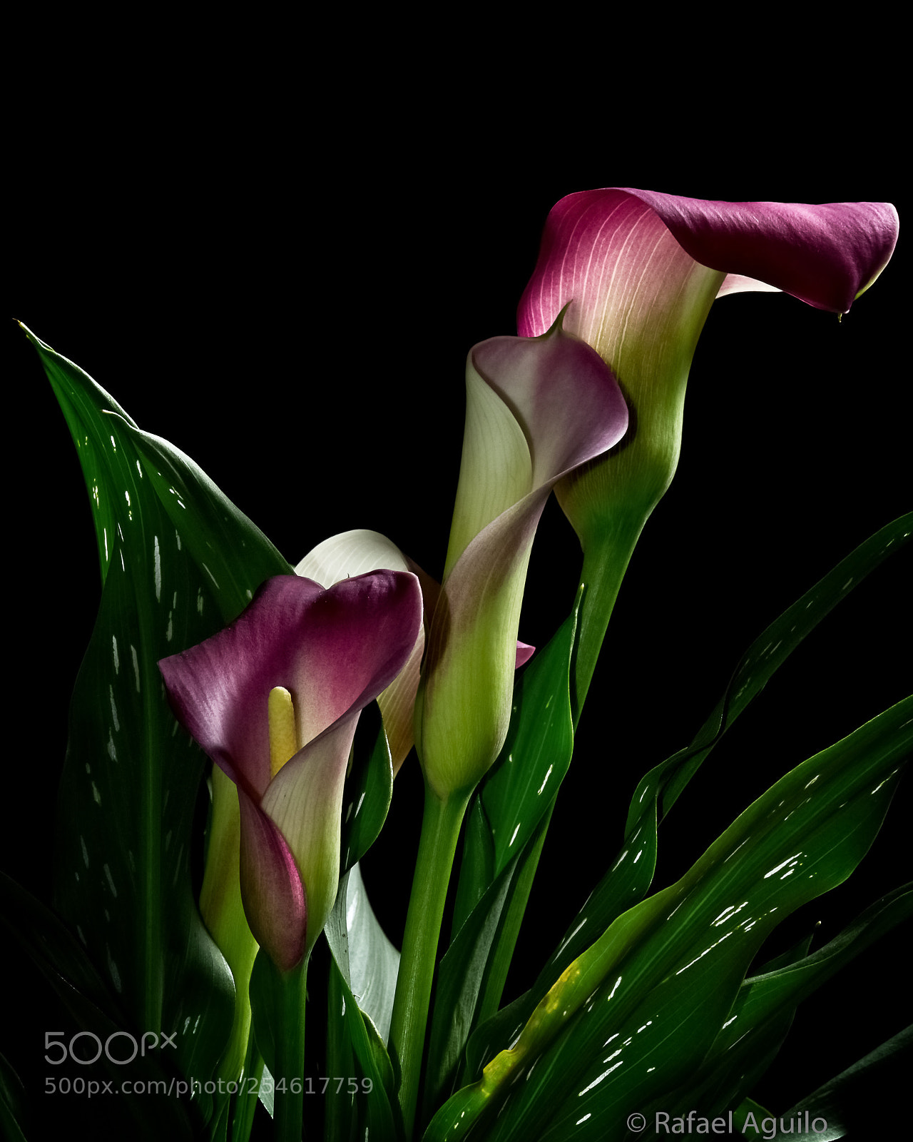 Nikon D7200 sample photo. Calla lily bouquet photography