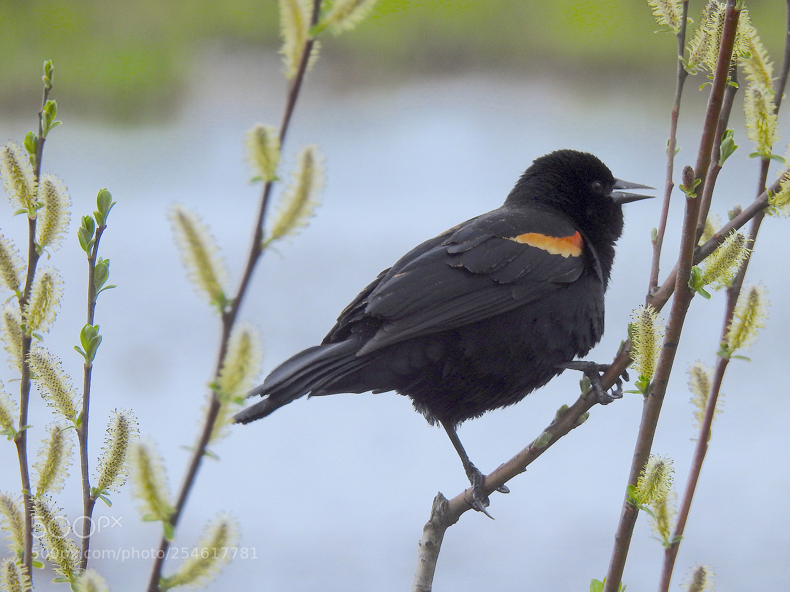 Nikon Coolpix P900 sample photo. Red-winged blackbird photography
