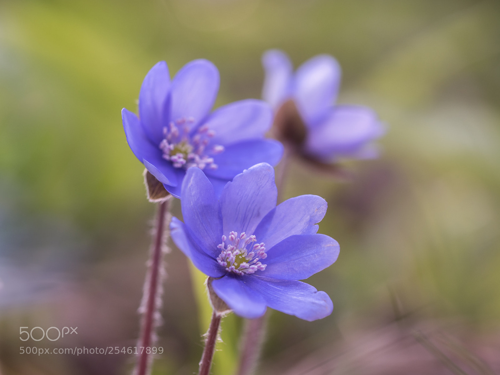 Olympus OM-D E-M5 II sample photo. Trio vio photography