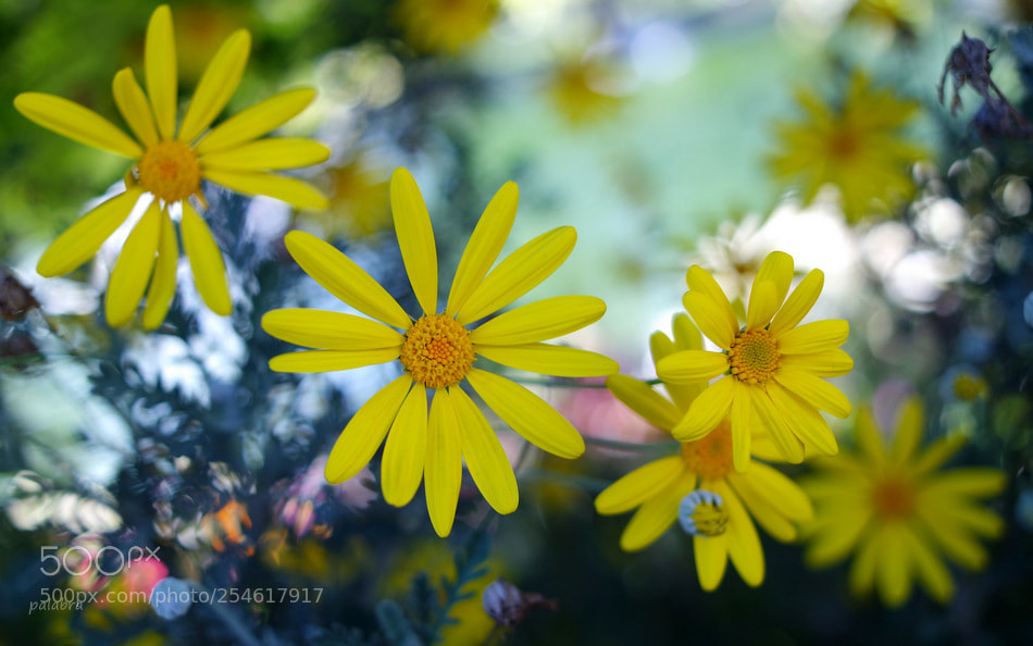 Samsung NX3000 sample photo. ... photography