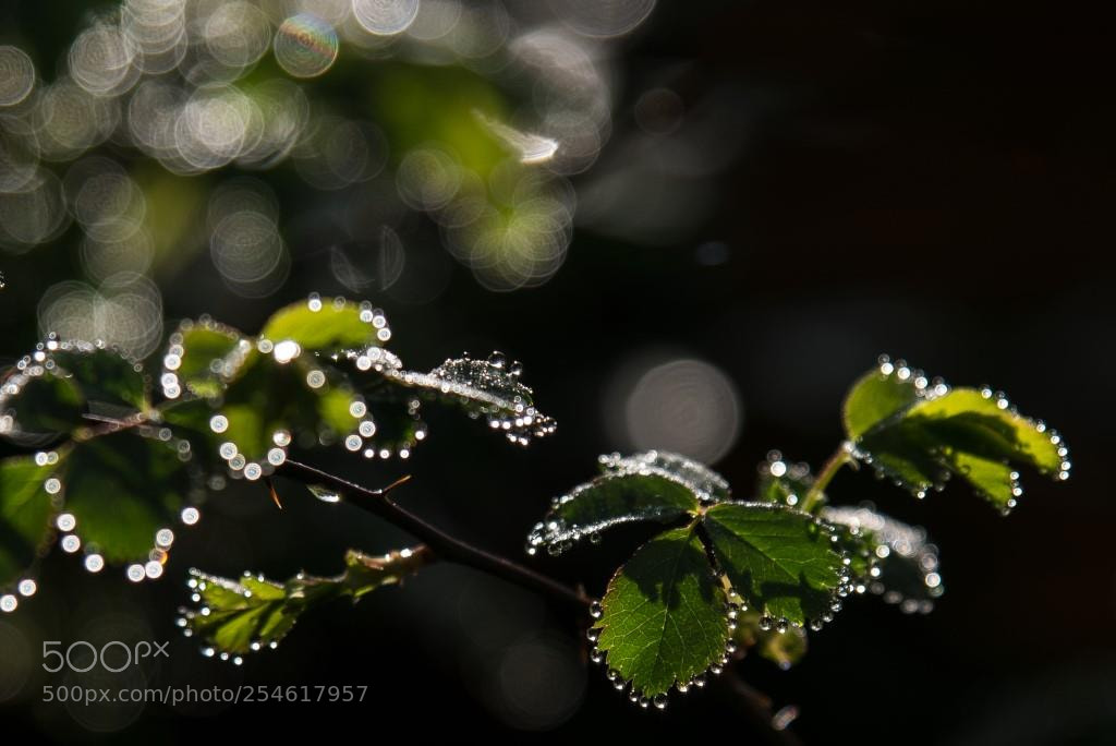 Nikon D600 sample photo. Dew on rose leafs photography