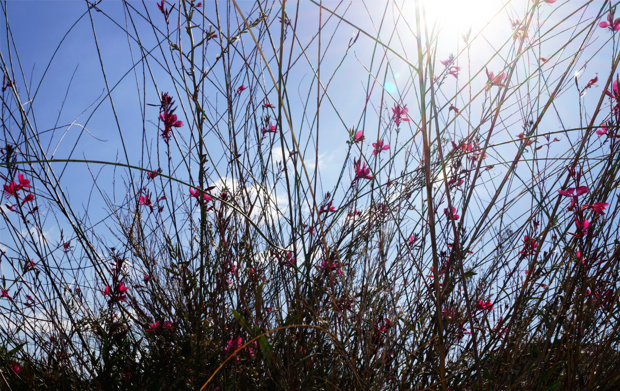 Sony SLT-A65 (SLT-A65V) sample photo. Flowers and sky photography