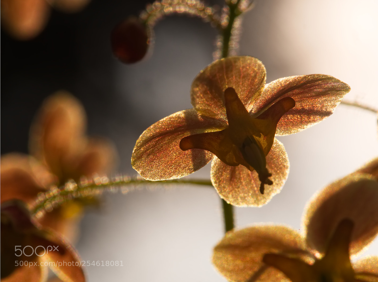 Olympus OM-D E-M5 II sample photo. Epimedium backlit photography