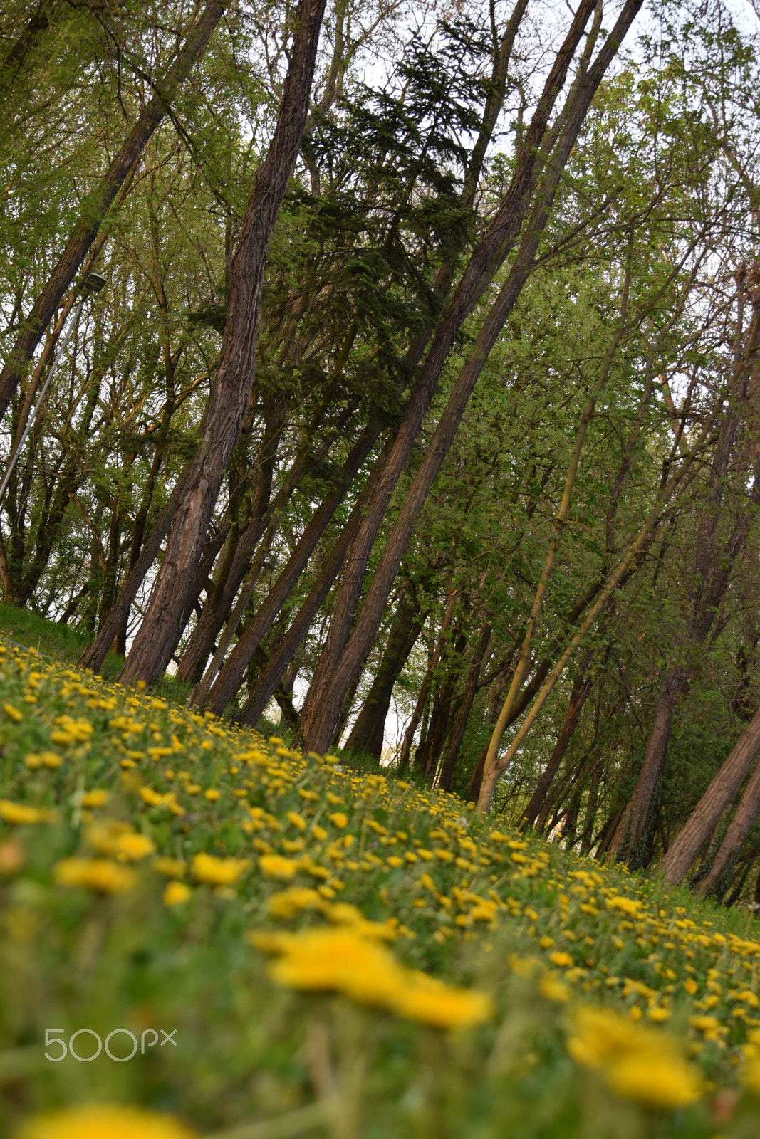 Nikon D3300 sample photo. Yellow in the spring photography