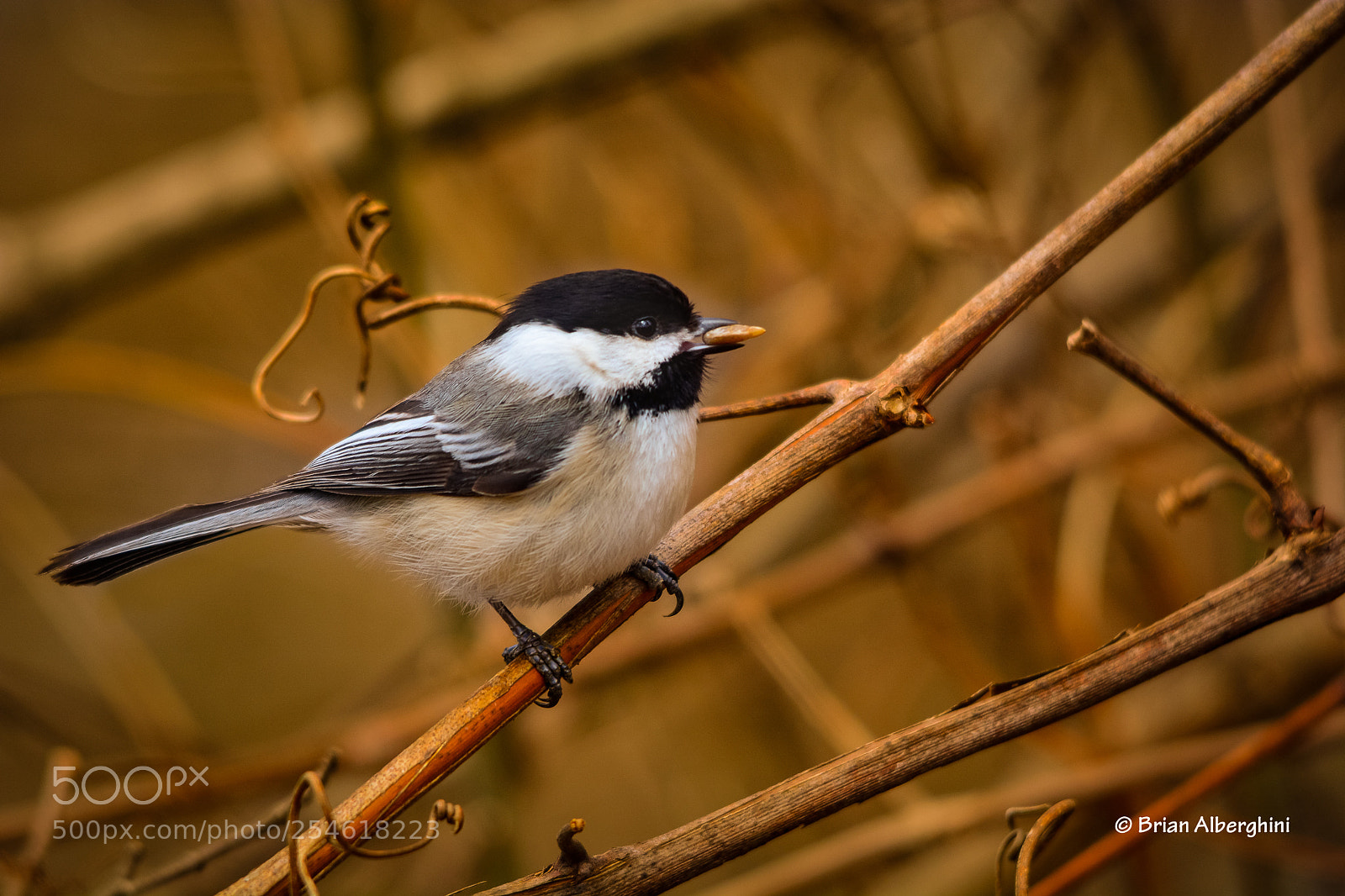 Nikon D7100 sample photo. Chick a seed photography