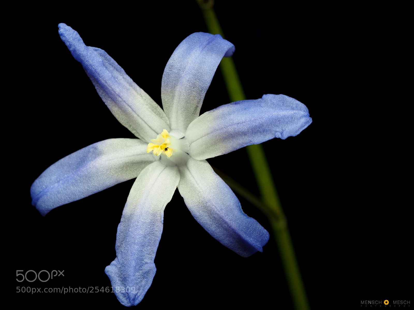Olympus OM-D E-M5 II sample photo. Sternhyazinthe | chionodoxa photography