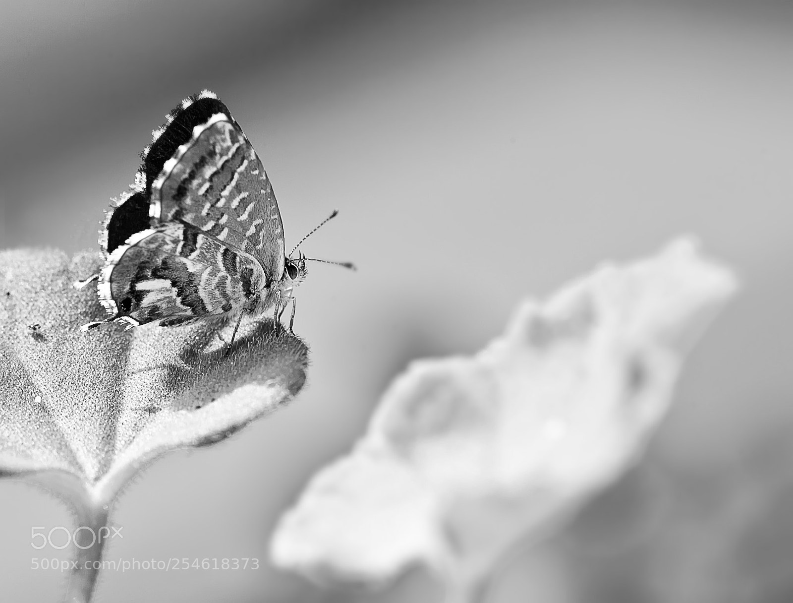 Canon EOS 5D Mark II sample photo. Le papillon photography