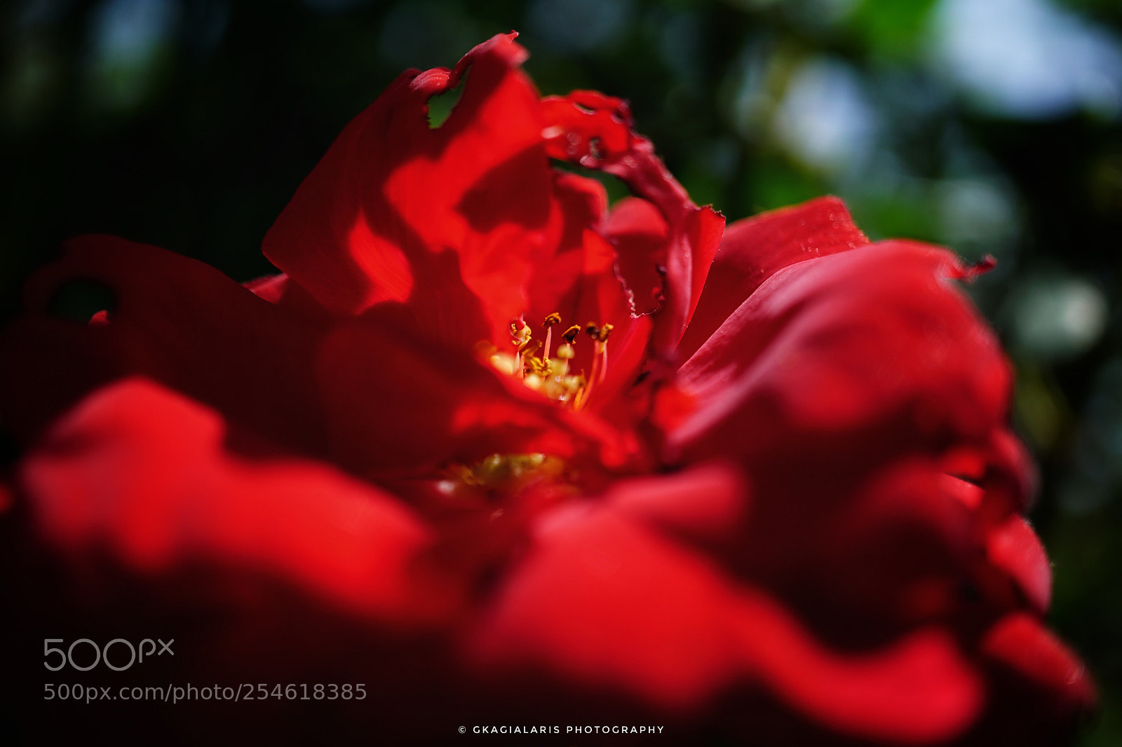 Sony a6000 sample photo. Rose...... ? photography