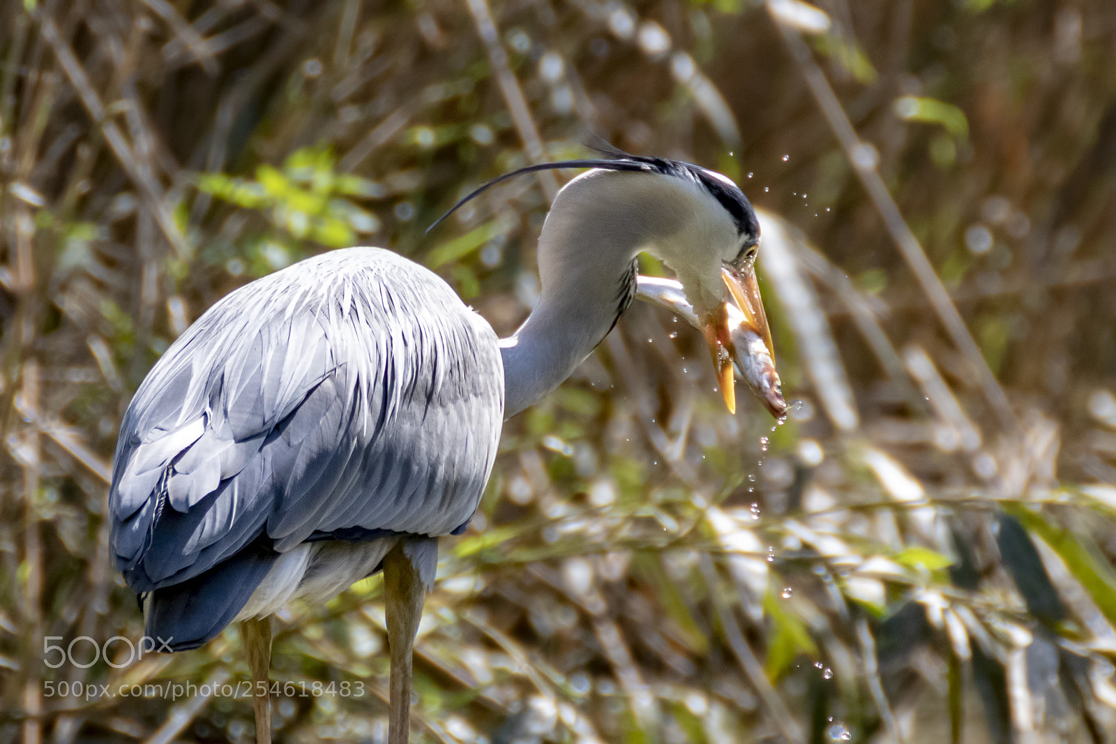 Canon EOS 80D sample photo. Fishing photography