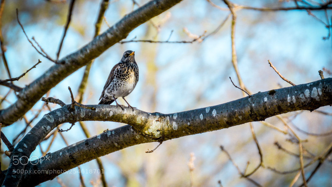 Nikon D5200 sample photo. Fieldfare on surveillance. photography