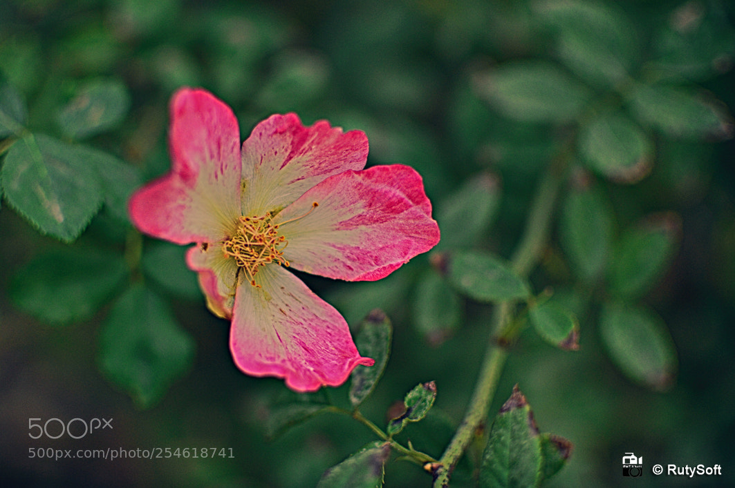Nikon D3200 sample photo. My pink flower photography