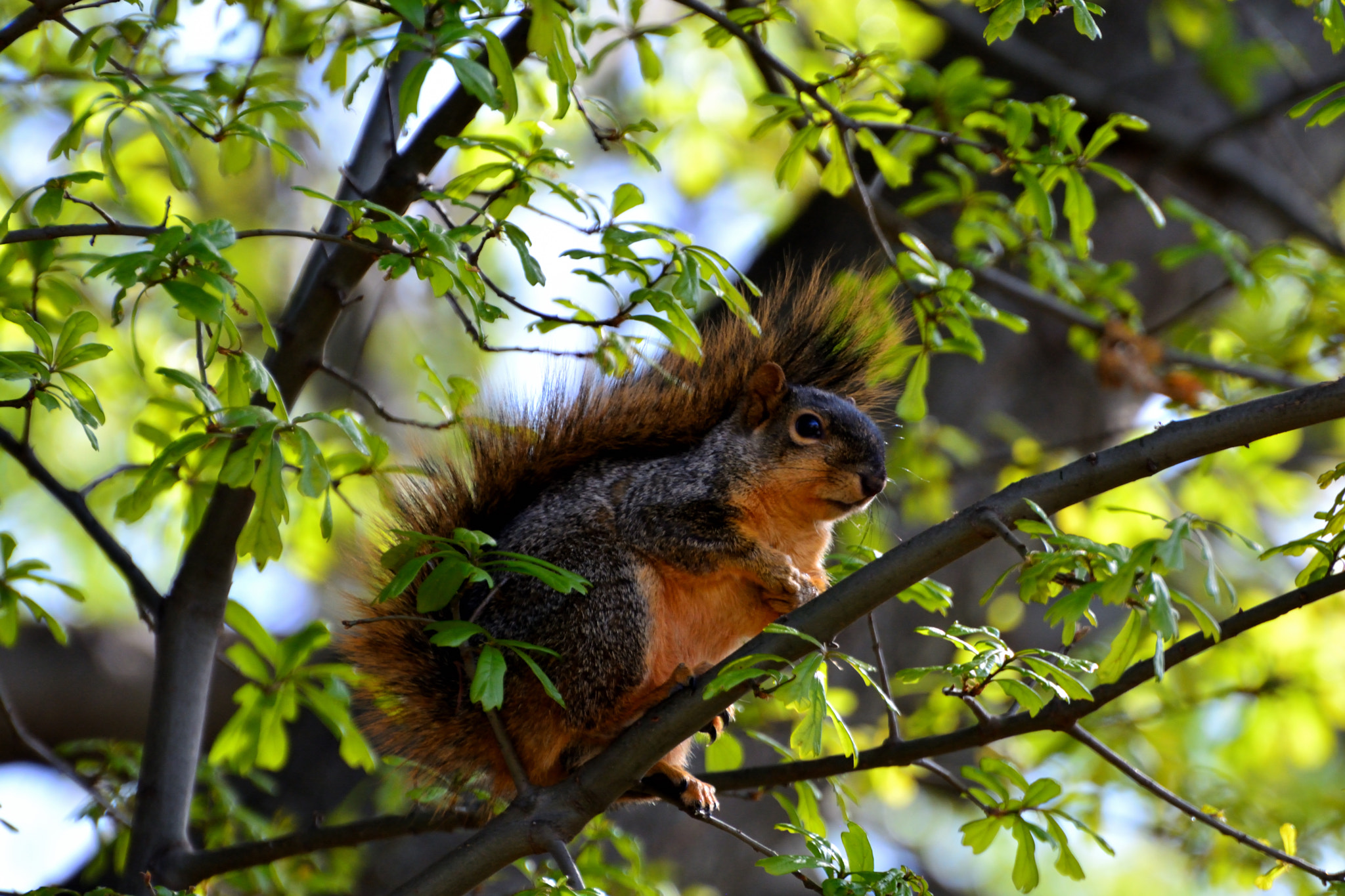 Nikon D5200 sample photo. Spring balance photography
