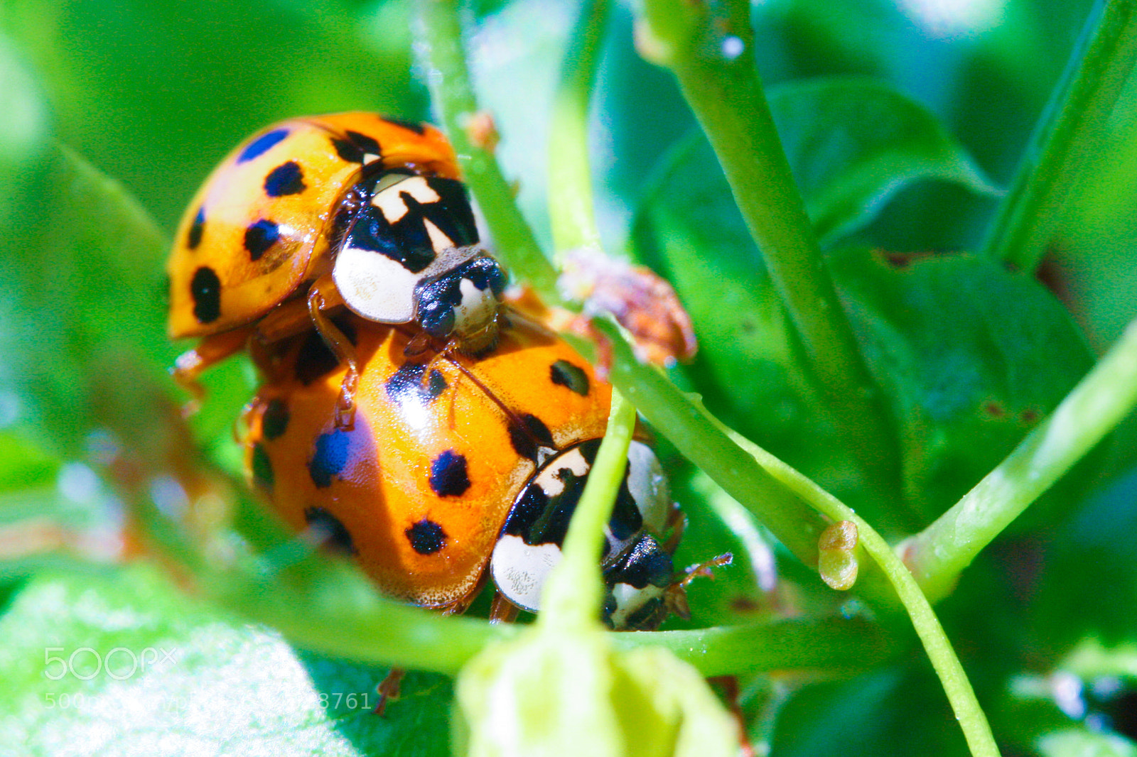 Canon EOS 1000D (EOS Digital Rebel XS / EOS Kiss F) sample photo. Ladybug love photography