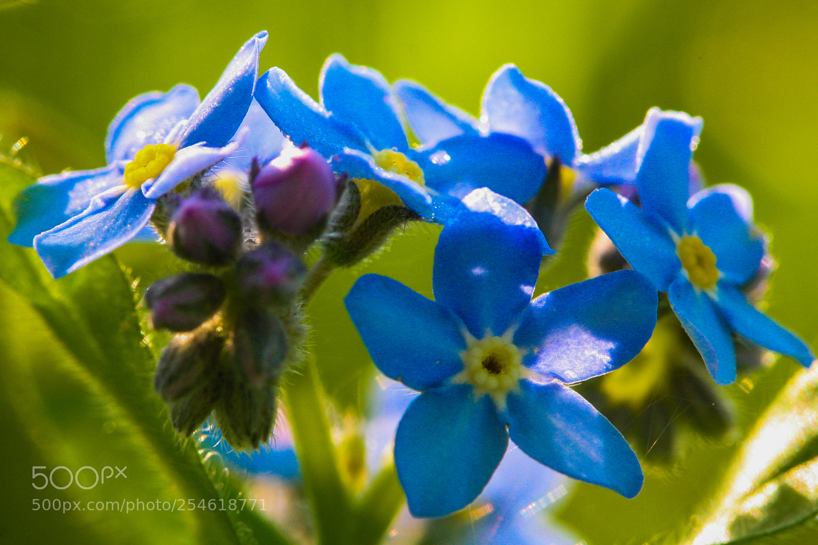 Canon EOS 1000D (EOS Digital Rebel XS / EOS Kiss F) sample photo. Blue flower photography