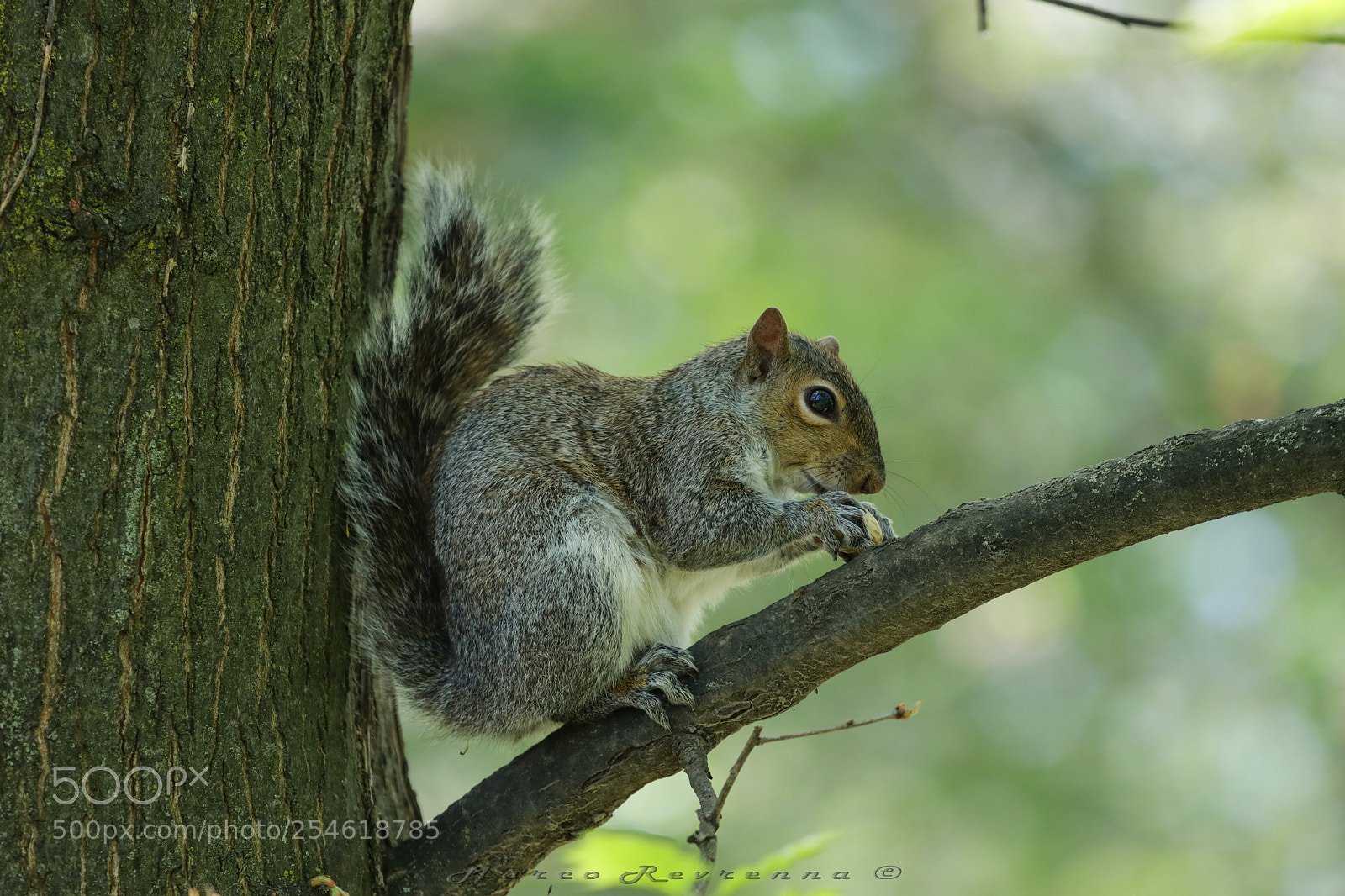 Canon EOS 80D sample photo. Gray squirrel photography