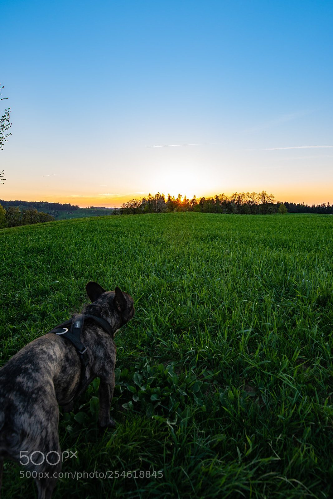 Nikon D610 sample photo. Huttwil photography