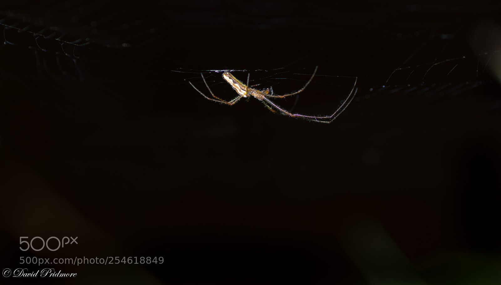 Nikon D7200 sample photo. Spider photography
