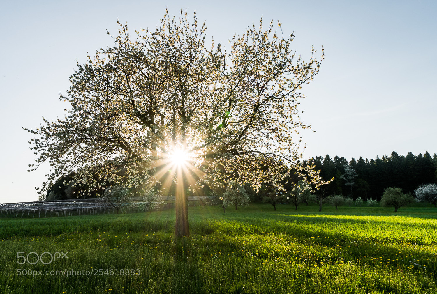 Sony a7R III sample photo. Kirschbaumblüte photography