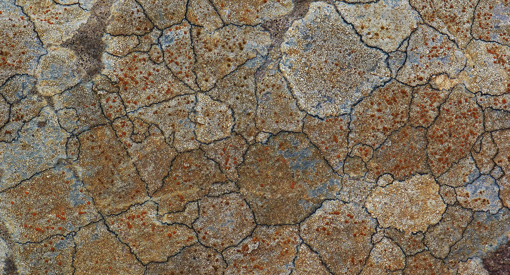 Nikon AF-S Micro-Nikkor 105mm F2.8G IF-ED VR sample photo. Strange pattern photography