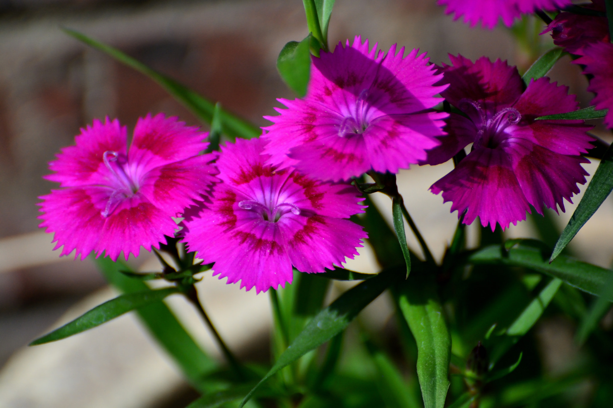 Nikon D5200 sample photo. Thinking in pink photography