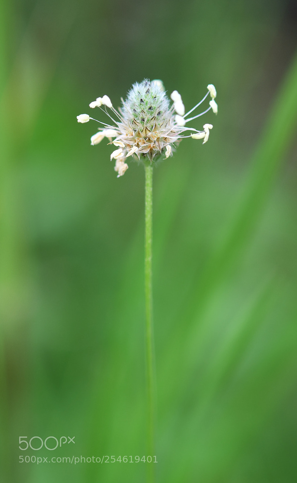 Fujifilm X-M1 sample photo. It was a flower photography