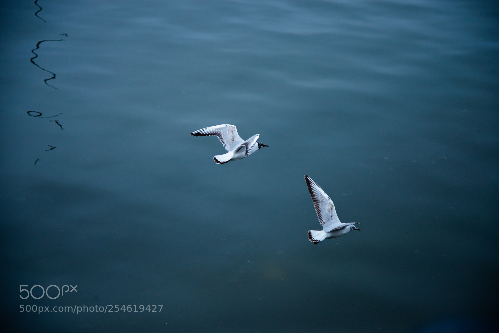 Nikon D610 sample photo. Untitled photography