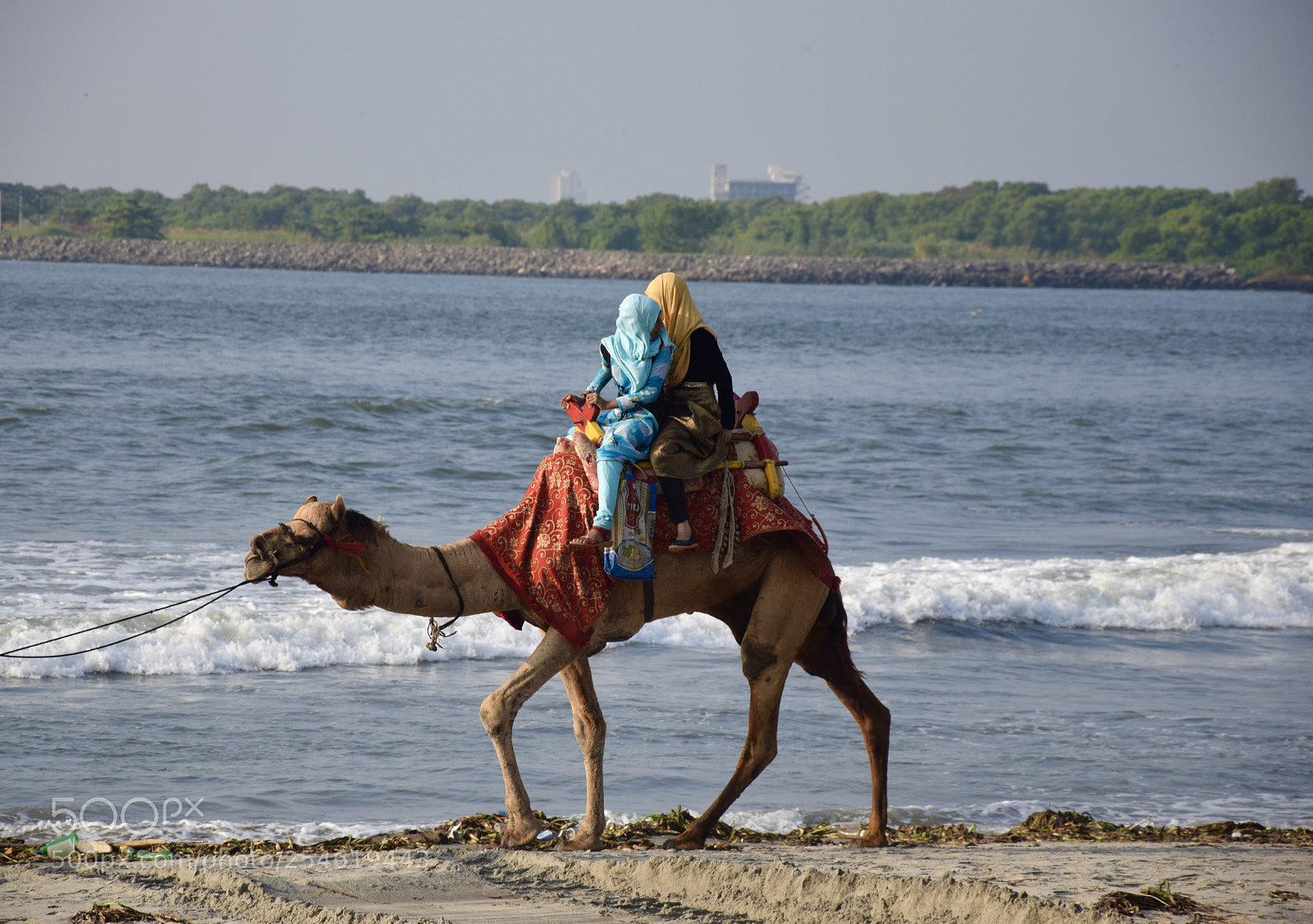 Nikon D5300 sample photo. Camel ride photography