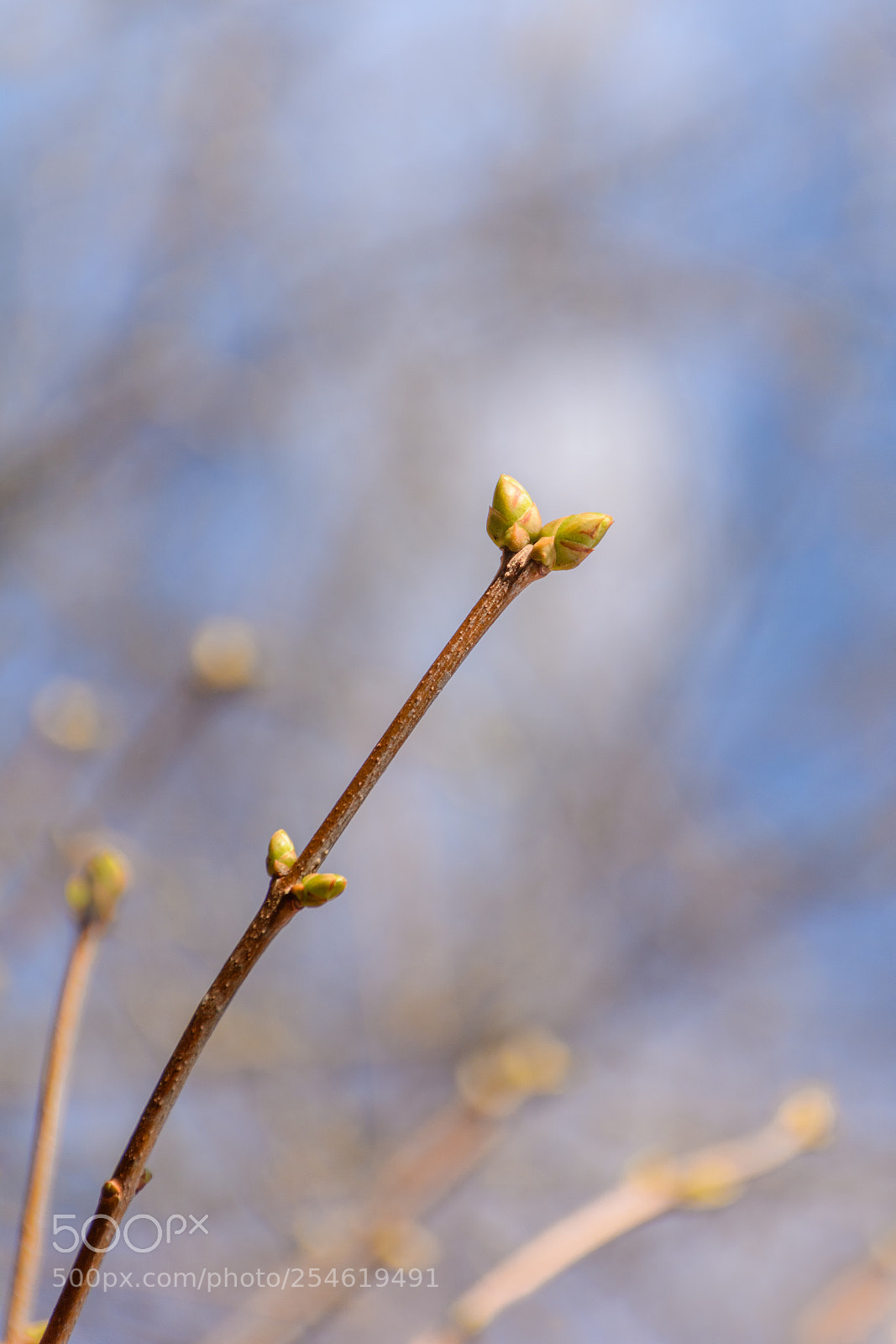 Nikon D7100 sample photo. Spring bud on bokeh photography