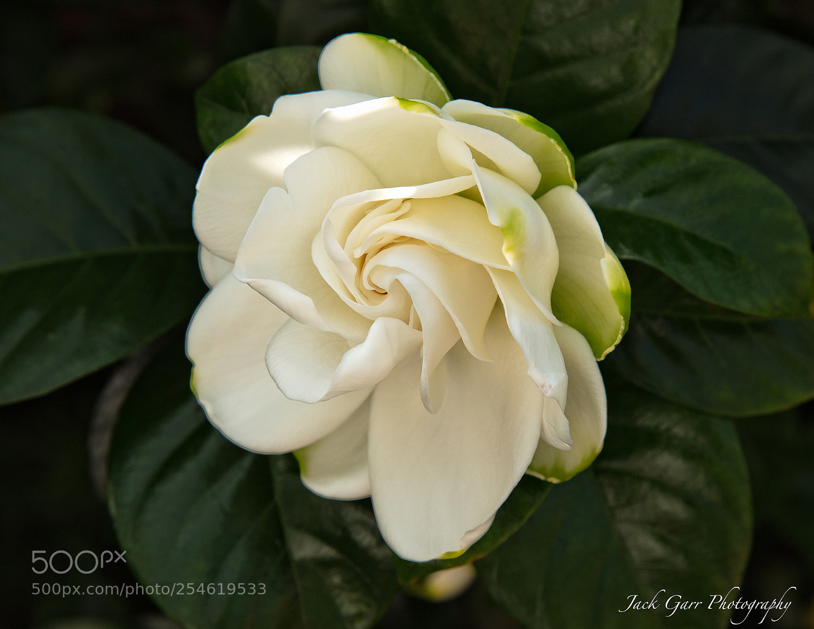 Canon EOS 5DS sample photo. White flower photography