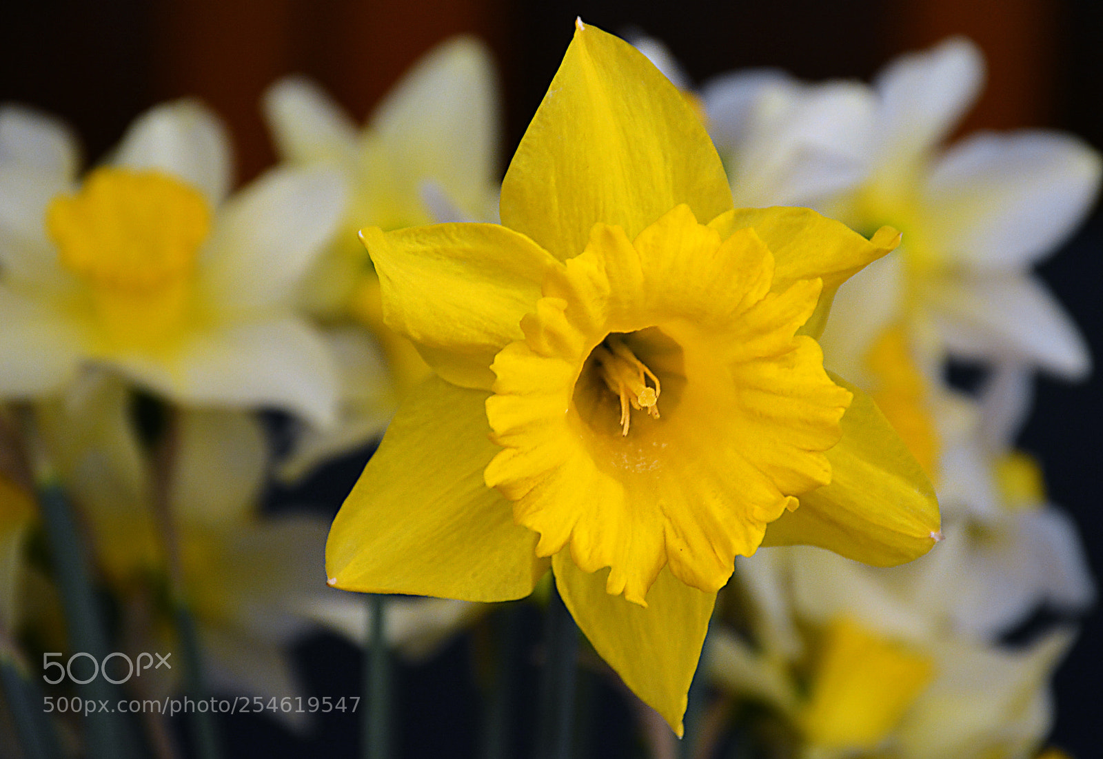Nikon D5200 sample photo. Beauty in yellow photography