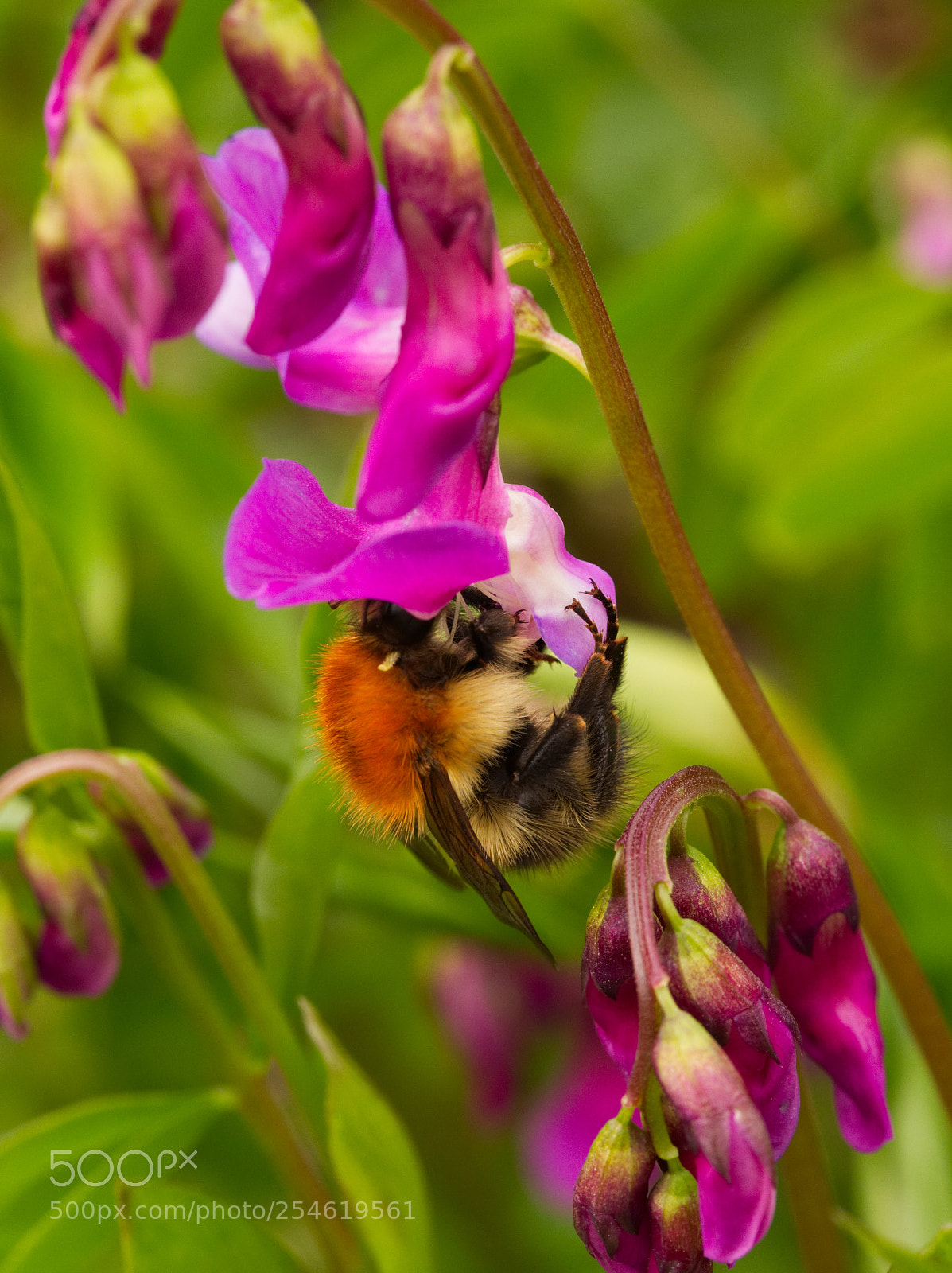 Olympus OM-D E-M5 II sample photo. The bee and the photography