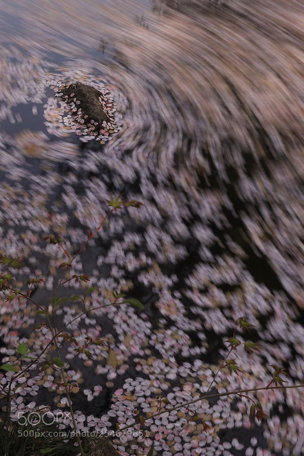 Canon EF 24-70mm F2.8L II USM sample photo. Flower raft photography