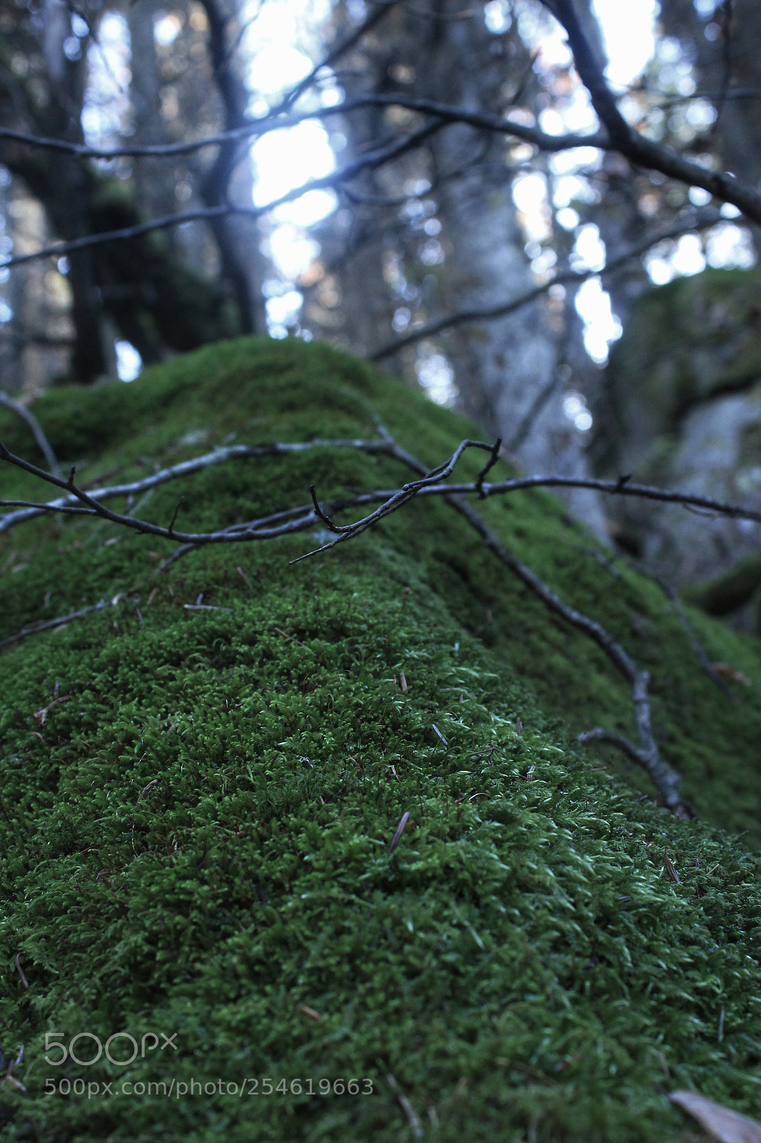Canon EOS 1200D (EOS Rebel T5 / EOS Kiss X70 / EOS Hi) sample photo. My green lady's blanket! photography