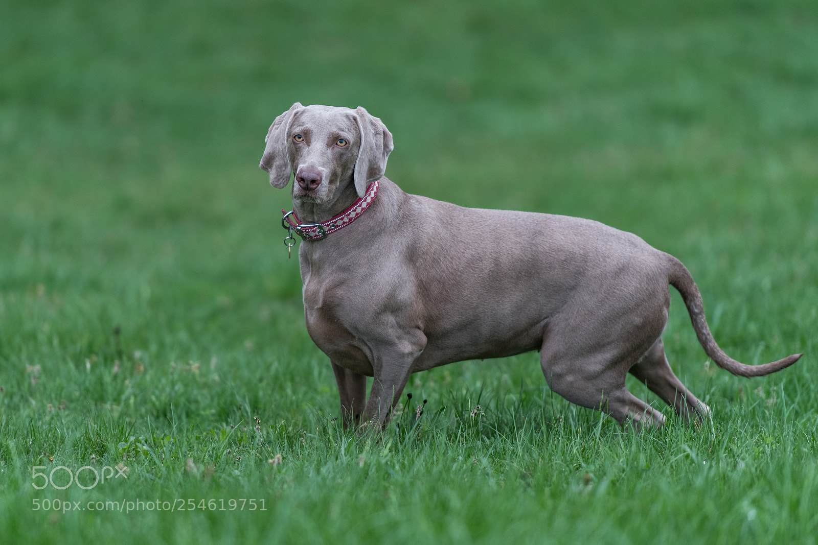 Nikon D850 sample photo. Put out to grass photography