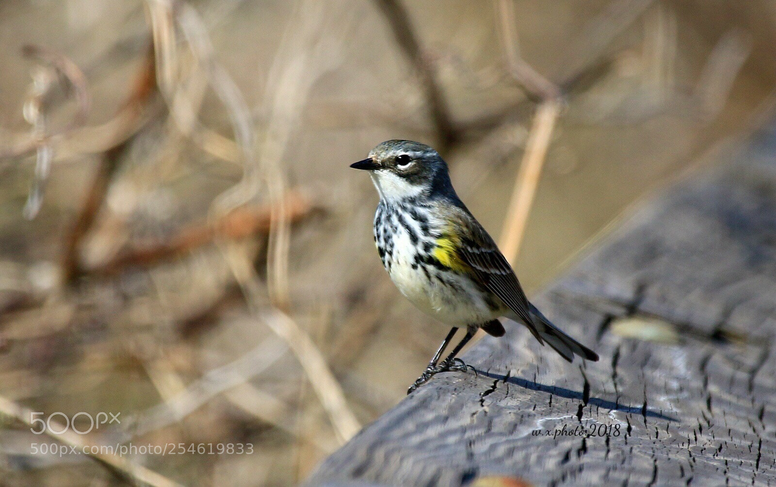 Canon EOS 7D Mark II sample photo. Yellow rumped warbler photography
