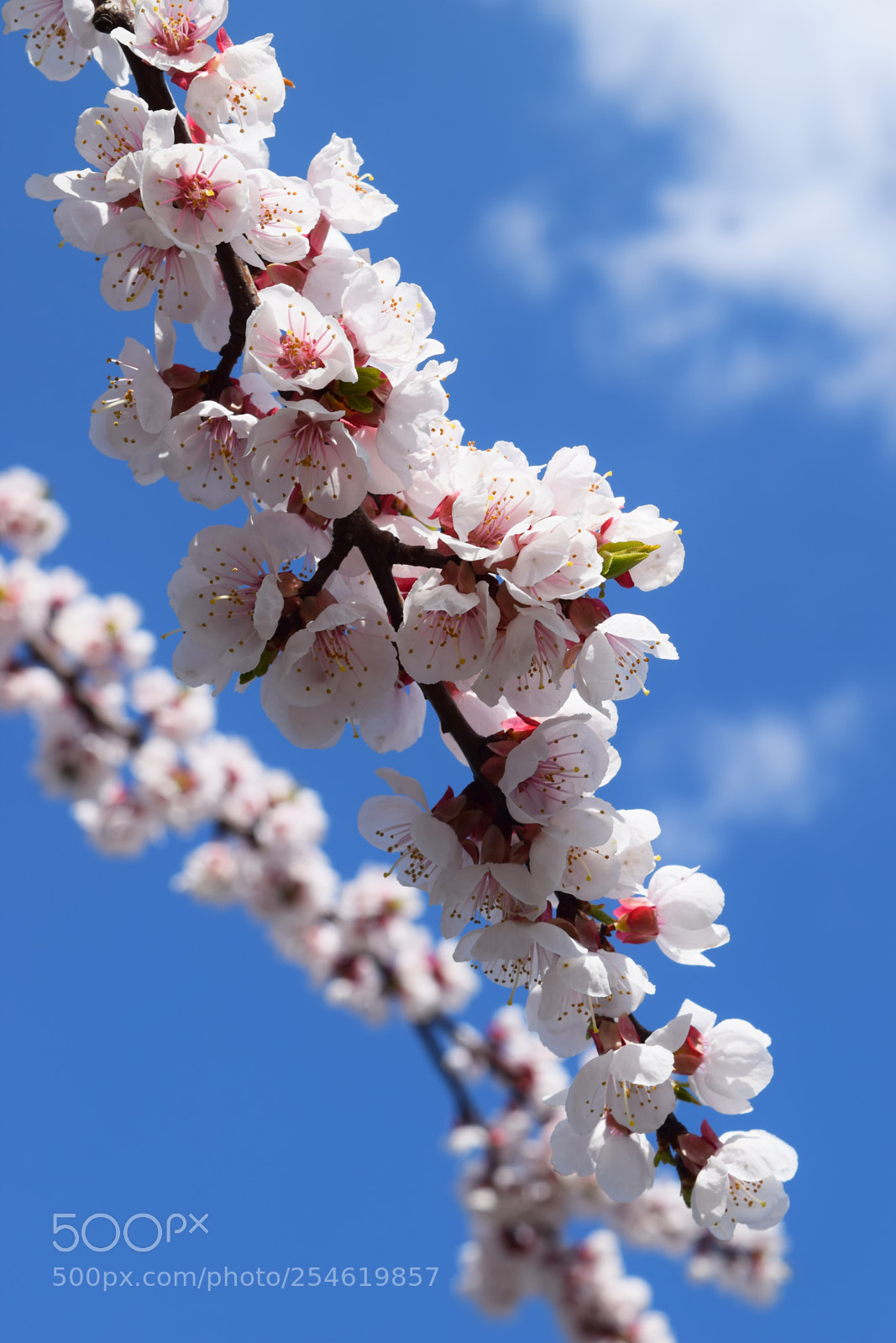 Nikon D3300 sample photo. Apricot blossom. fresh spring photography