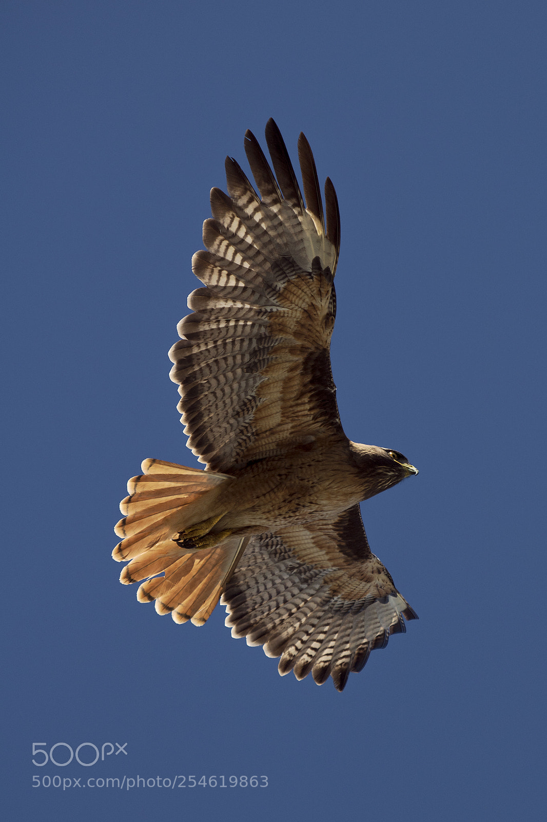 Canon EOS 750D (EOS Rebel T6i / EOS Kiss X8i) sample photo. Hawk flying over photography