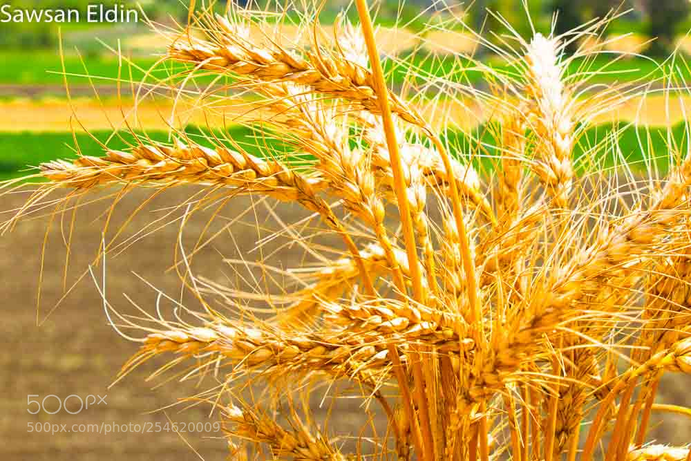 Canon EOS 70D sample photo. Untitled photography