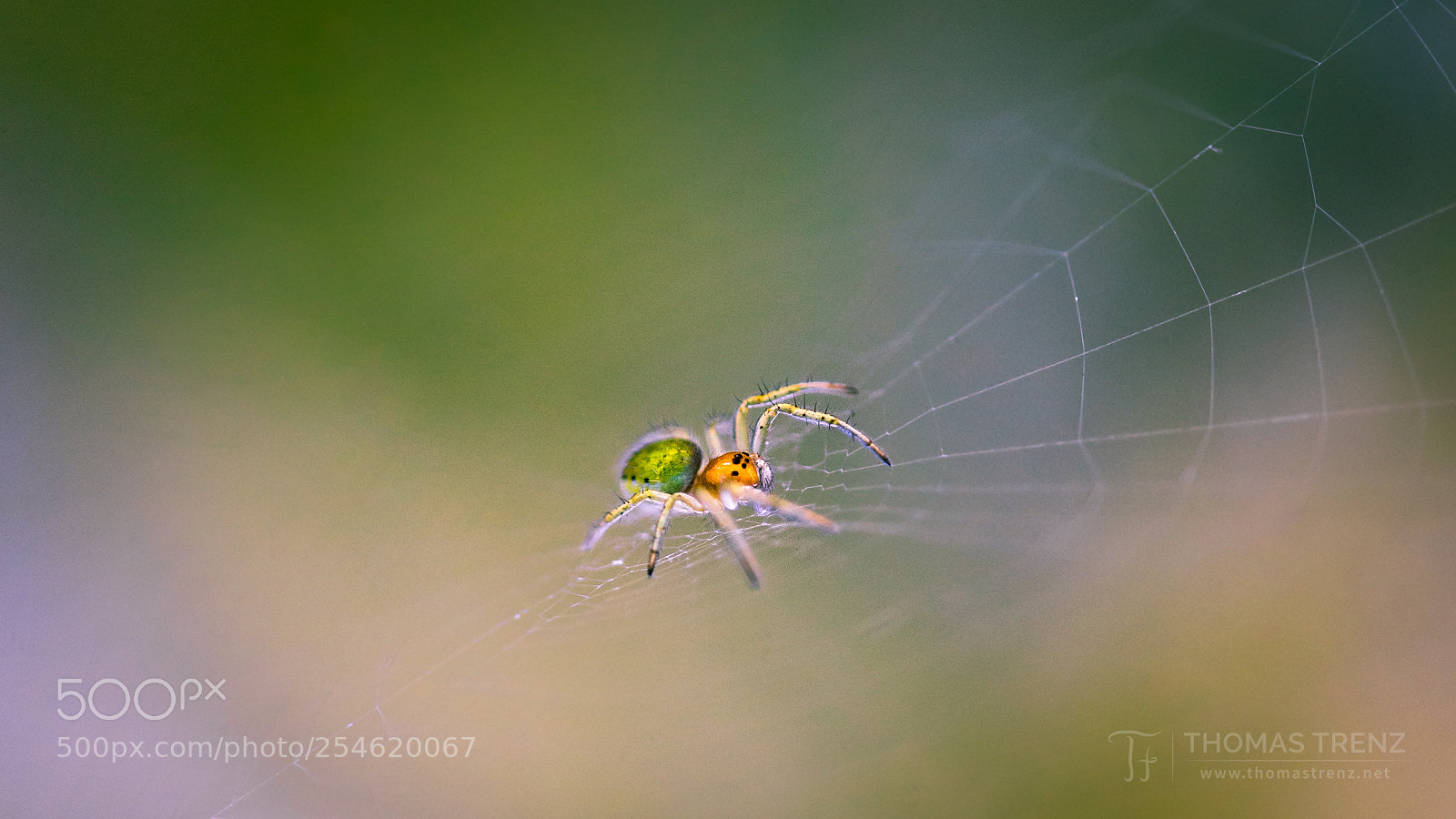 Nikon D600 sample photo. Araniella cucurbitina photography