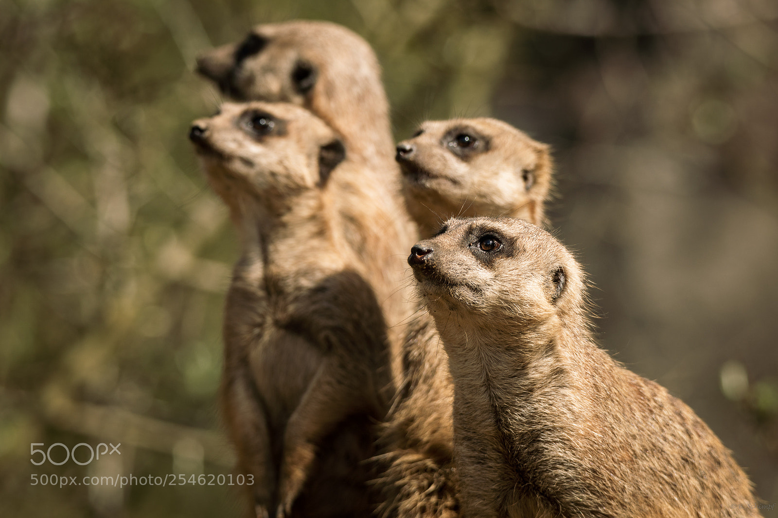 Canon EOS 6D Mark II sample photo. Familie erdmann photography