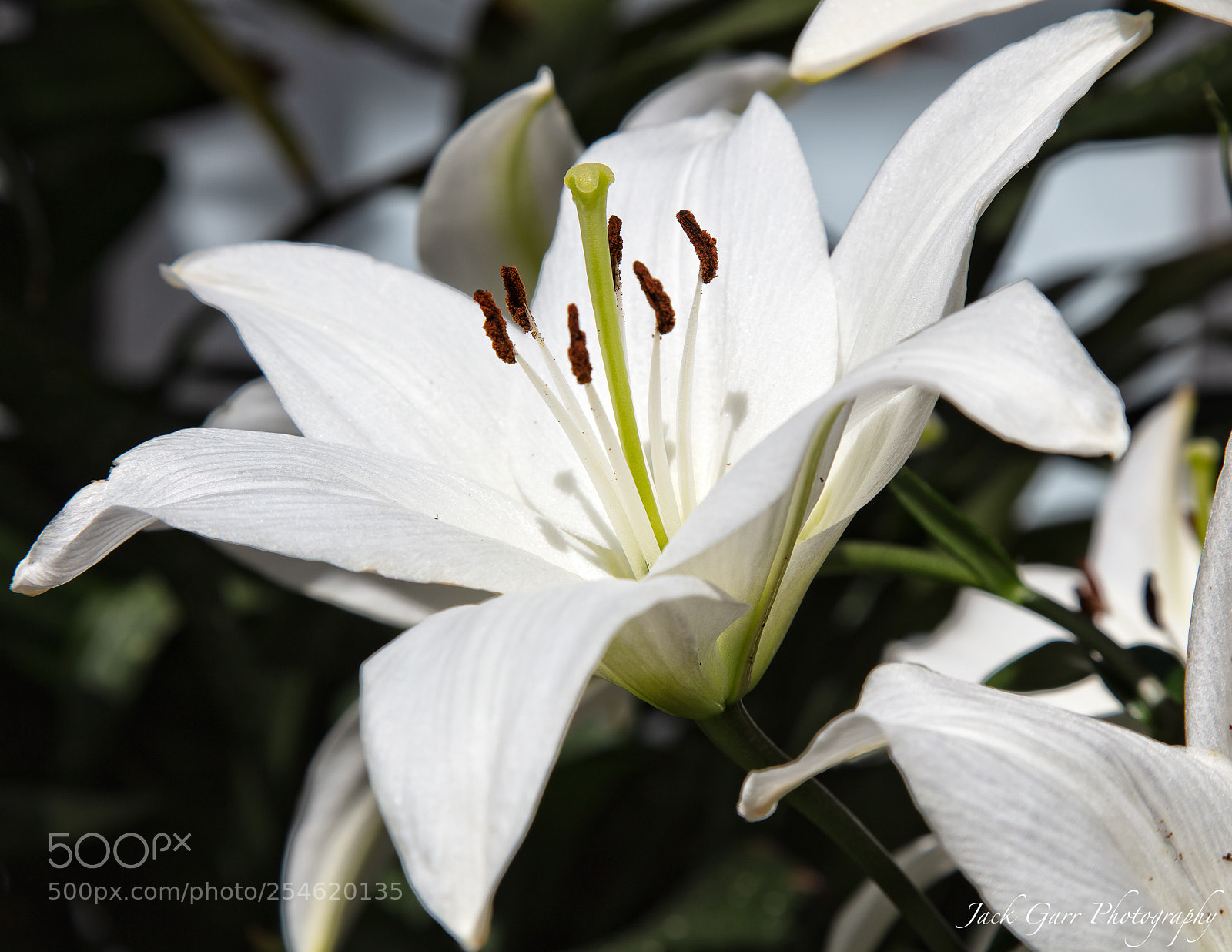 Canon EOS 5DS sample photo. White lily photography