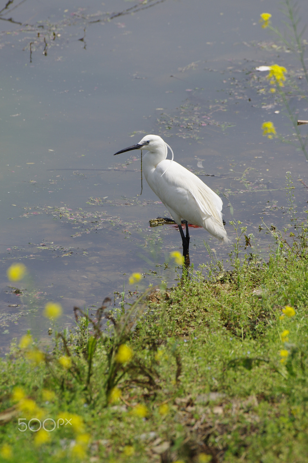 Pentax K-3 II sample photo. Little egret / seidenreiher photography