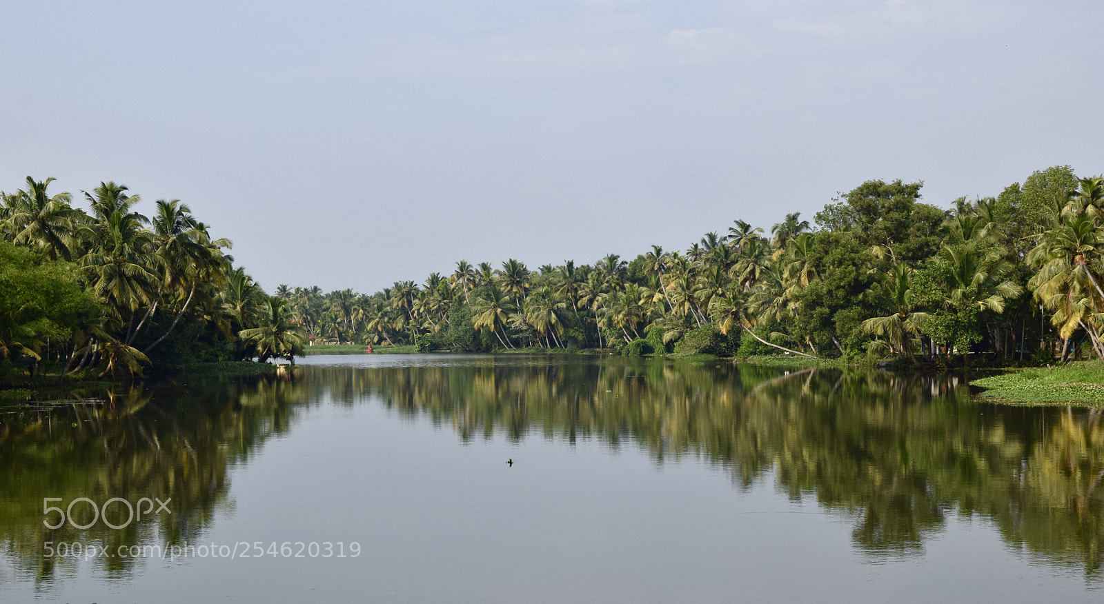 Nikon D5300 sample photo. Coconuts and water photography