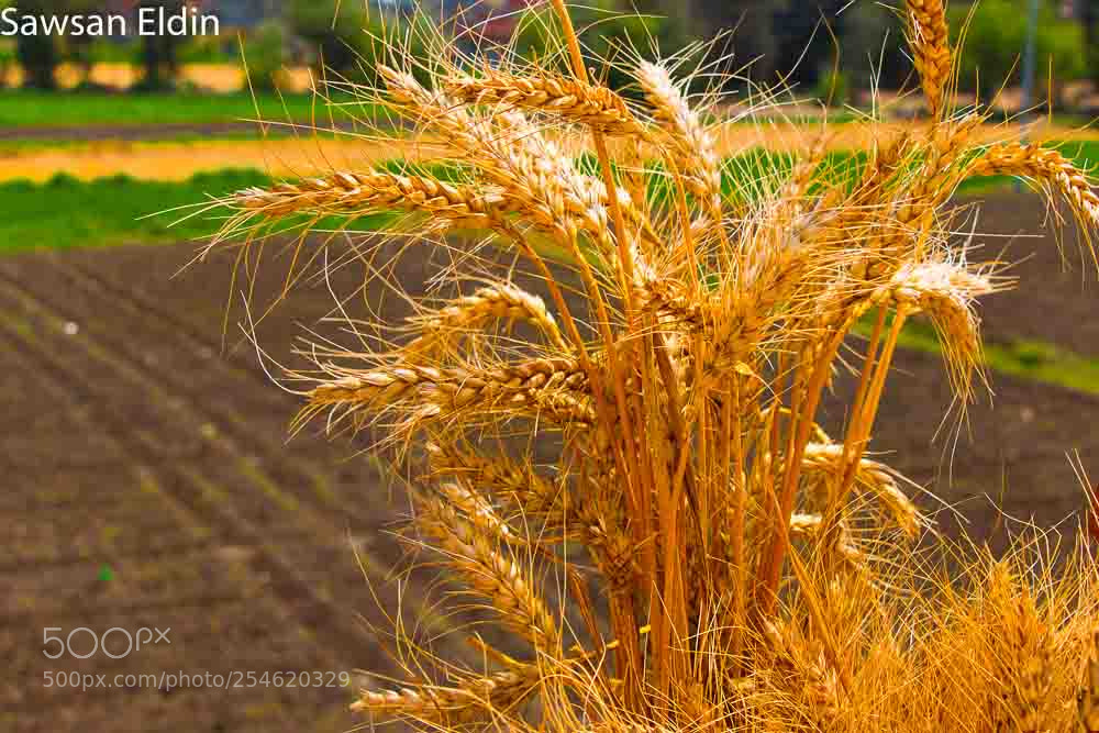 Canon EOS 70D sample photo. Untitled photography