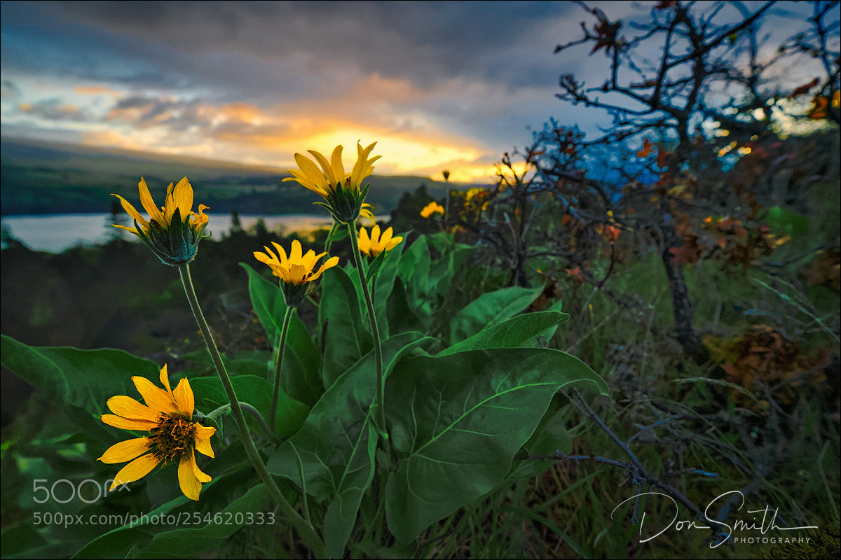 Sony a7R III sample photo. Balsamoot and columbia river photography