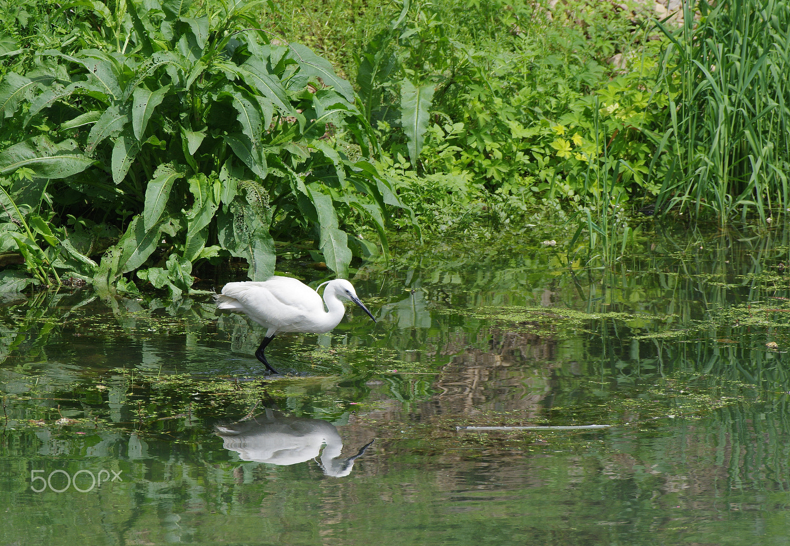 Pentax K-3 II sample photo. Little egret / seidenreiher photography
