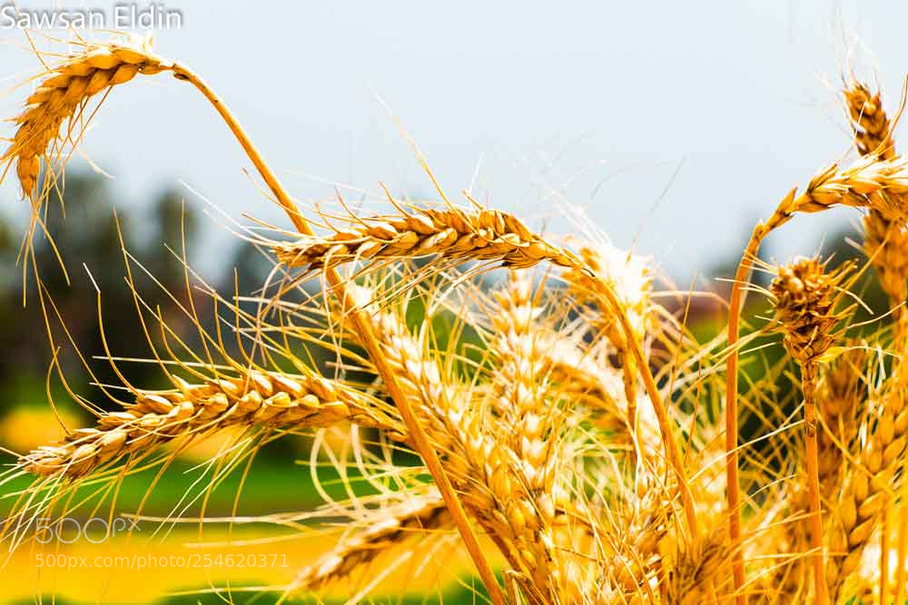 Canon EOS 70D sample photo. Untitled photography