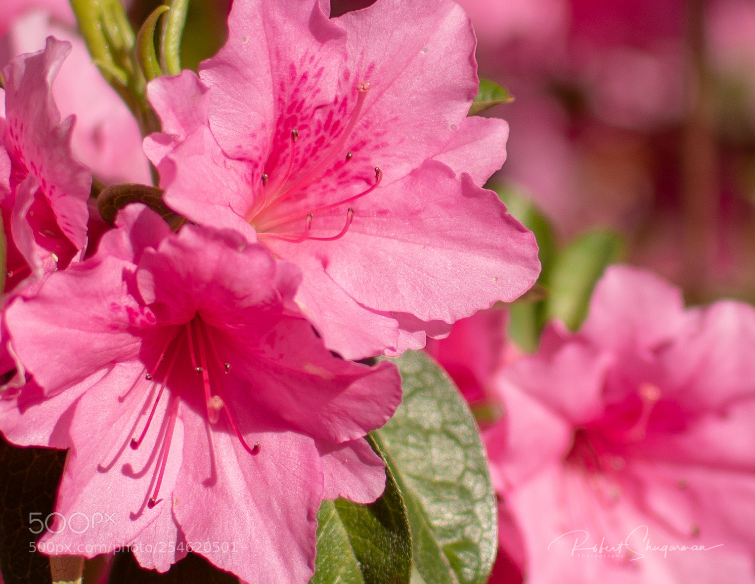 Nikon D850 sample photo. Pink azalea photography